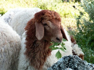  awassi sheep