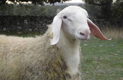  Assaf sheep