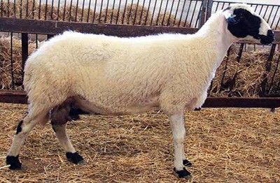 Sakiz sheep