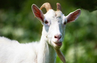 saanen goat